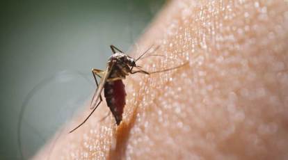 Early Showers Lead to Increase in Dengue Cases in Maharashtra