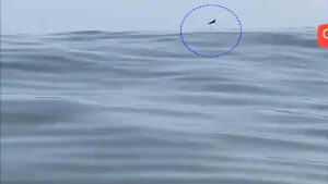 Rare Occurrence: Dolphin Spotted off Coast of Mumbai