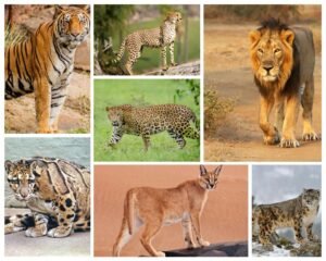 India’s Big 7: Know Where to Spot These Big Cats in India