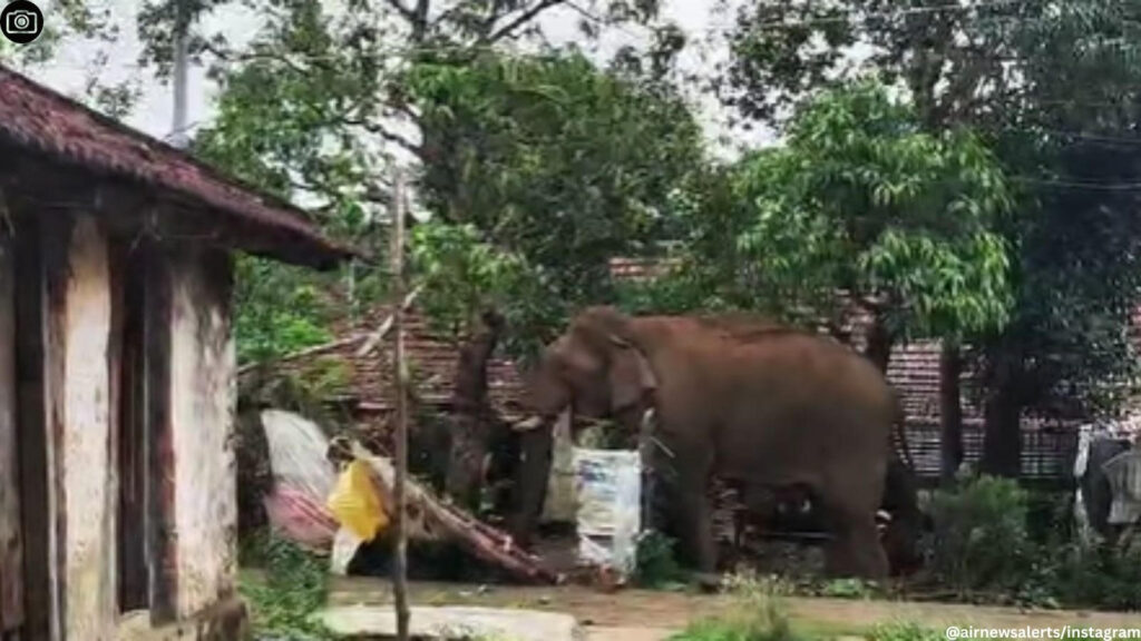 Meet Chillikomban: Kerala Tusker with a Sweet Tooth for Mangoes!