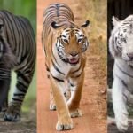 White, Yellow and Black: What are the Differences Among These Types of Tiger