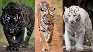 White, Yellow and Black: What are the Differences Among These Types of Tiger