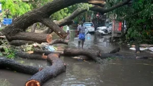 45-year-old man critically injured after tree fell on him in Worli
