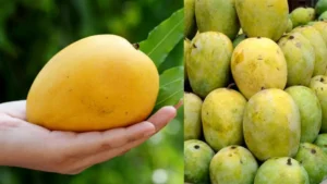 Rediscover Bihar’s Dudhiya Malda Mango and Why the Royal Milky Fruit Requires to be Conserved from Extinction