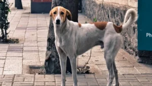 Thane: Residents face terror of street dogs; 250 dog-bite cases in 2 days