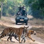 Tigers in India – Best places to spot them and delve into the Habitat Diversity