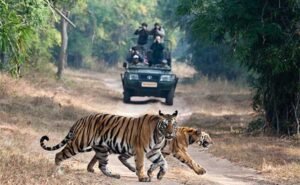 Tigers in India – Best places to spot them and delve into the Habitat Diversity