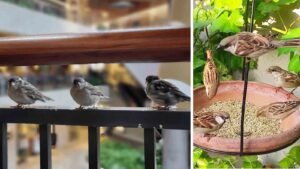 Transform Your Balcony into a Bird-Friendly Sanctuary A Guide for Urban Dwellers
