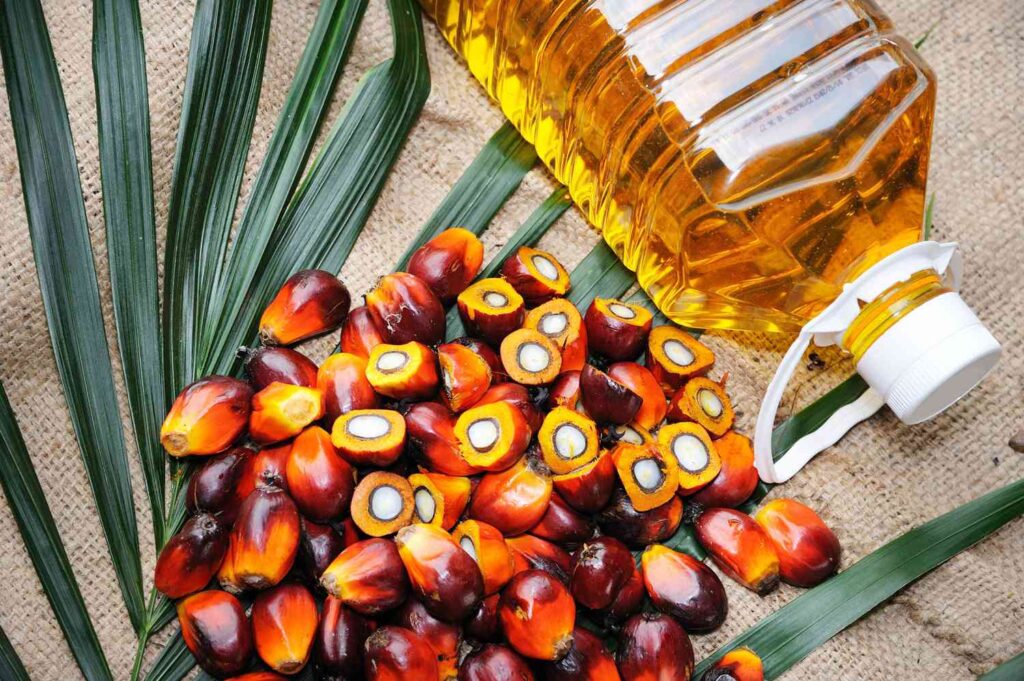 Palm Oil: Evolution, Controversy, and Global Dominance