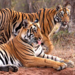 India: A Land of Tigers and Conservation Success