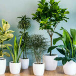 Simple Tips to Keep Your Houseplants Healthy in Winter