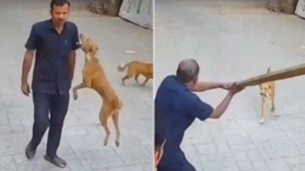 Stray Dog Attacks School Guard in Goregaon West, Safety Concerns Rise