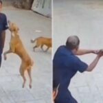 Stray Dog Attacks School Guard in Goregaon West, Safety Concerns Rise