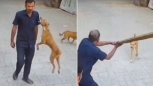 Stray Dog Attacks School Guard in Goregaon West, Safety Concerns Rise