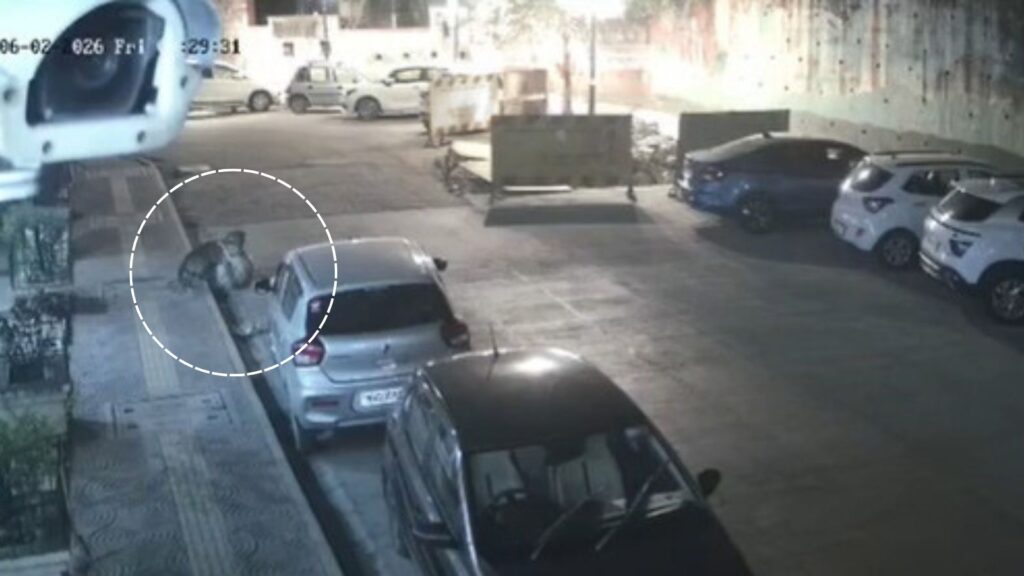 Leopard Spotted in Mulund, Attacks Dog Outside Housing Society