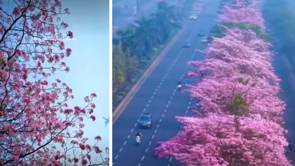 Mumbai’s ‘Pink Blossom’ Season Draws Attention Along Eastern Express Highway