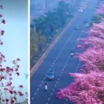 Mumbai’s ‘Pink Blossom’ Season Draws Attention Along Eastern Express Highway