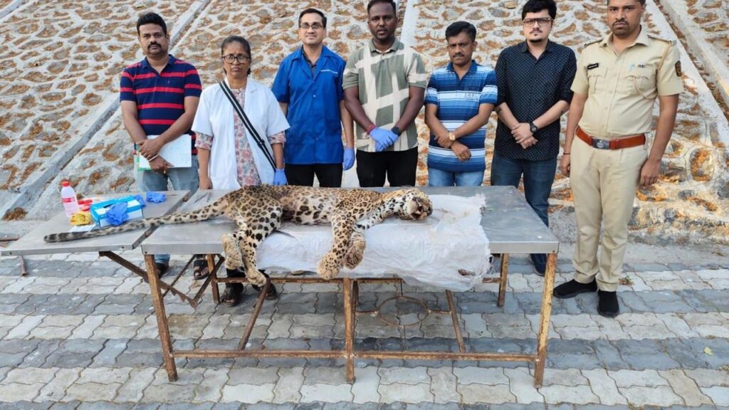Leopard Bittu Dies After Prolonged Illness at Sanjay Gandhi National Park