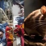 Elderly Woman Dies After Alleged Rat Bite in Thane Hospital ICU; Probe Ordered