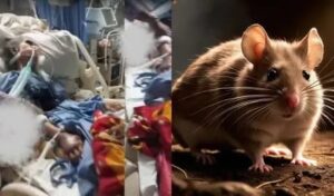 Elderly Woman Dies After Alleged Rat Bite in Thane Hospital ICU; Probe Ordered